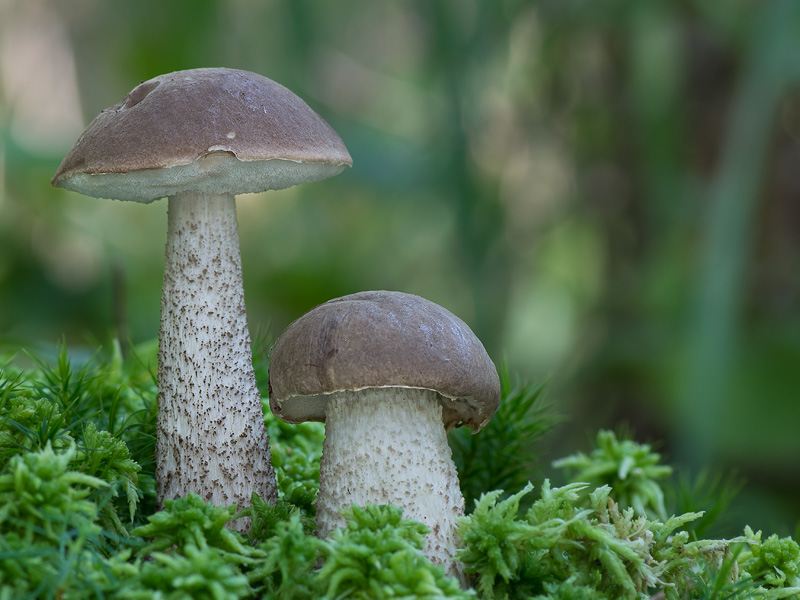 Leccinum brunneogriseolum